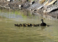 most ducklings hatched Oklahoma duck 