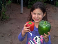 largest green pepper world record set by 'Godzilla' from Israel
