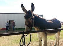 tallest donkey world record set by Romulus the donkey